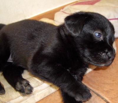 Black Labrador Puppies on Free For All  Black Lab Puppies