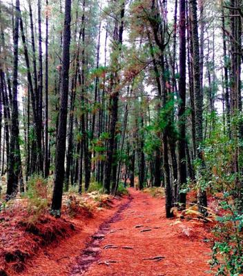 The forest The forest