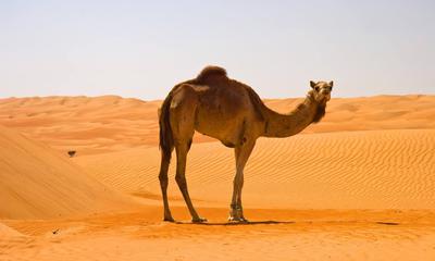 Morocco Tours Morocco Tours