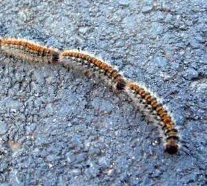 Poisonous Insects in Marbella 