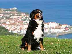 КУПИТЬ УЧАСТОК ЗЕМЛИ В МАРБЕЛЬЕ. КУПИТЬ УЧАСТОК ЗЕМЛИ В МАРБЕЛЬЕ.