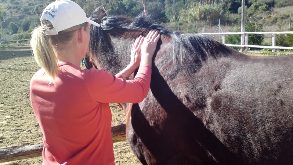 marbella horse livery spain