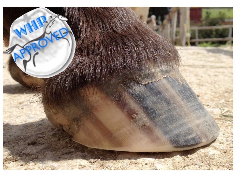 marbella horse livery spain