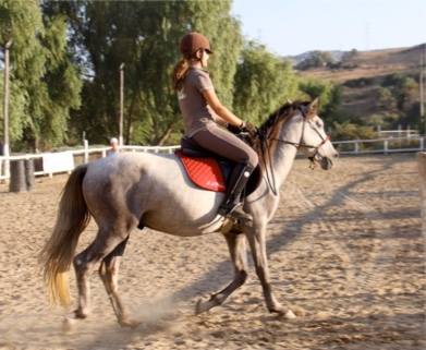 marbella horse livery spain