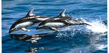 Gibraltar Dolphin Safari