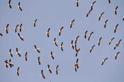 White Storks Migrating