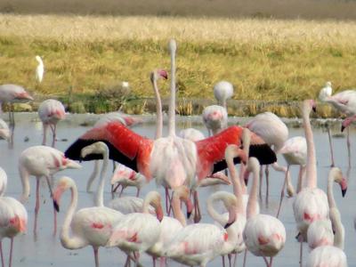 Greater Flamingo