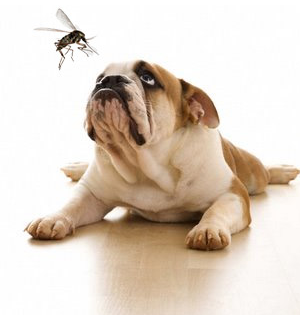 butibamba vet butibamba vet