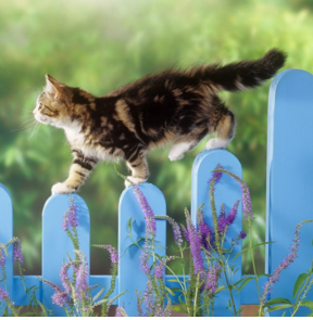 butibamba vet butibamba vet