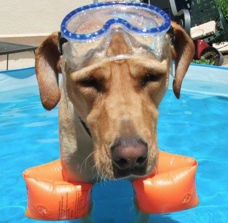 butibamba vet butibamba vet