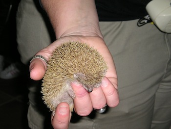 Hedgehog