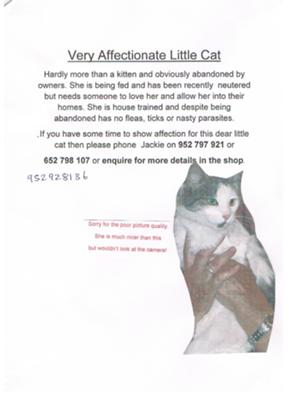 Abandoned cat needs home