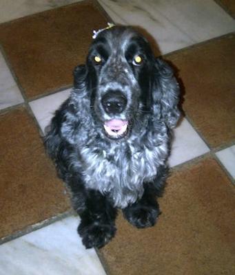 Cocker Spaniel needs home