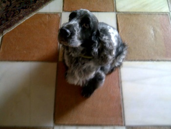 Cocker Spaniel needs home