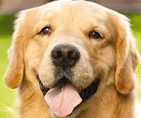 vet to home marbella mijas vet to home marbella mijas