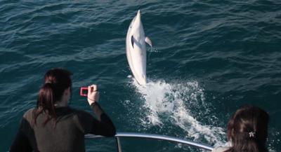 Gibraltar dolphin