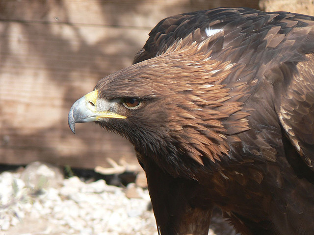 See wildlife in the headlands above the Mediterranean Teleferico near Marbella is a great stop over