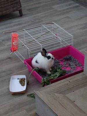 Found a bunny in Marbella