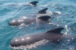 Dolphin excursion in Marbella