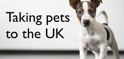 Taking pets from Spain to the UK