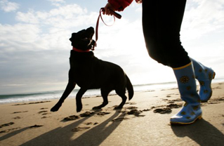 House and pet sitter available in Marbella