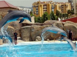 Dolphin Experience in Marbella