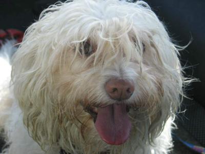 It's a Dog's Life in Andalucia book