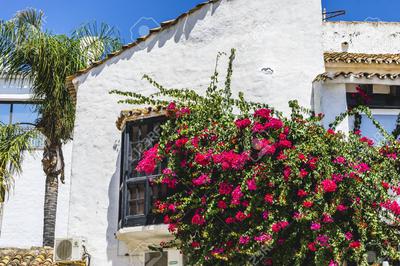 Plant and garden specialist in Marbella