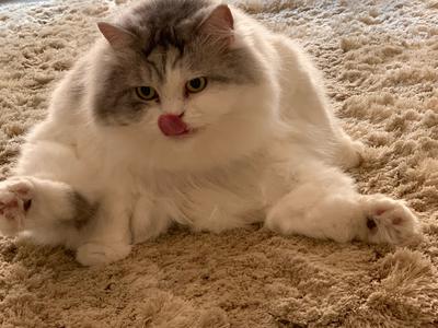 Joey, one of the 3 special needs cats