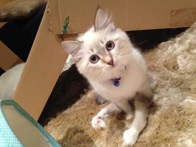 Manja, paralysed special needs