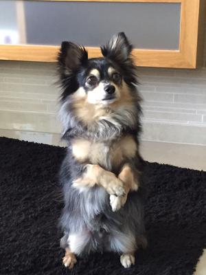 Gizmo, senior chihuahua