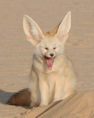 desert Fox