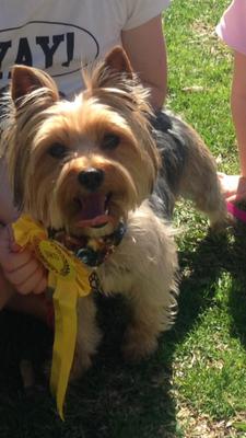 Missing dog in Marbella - Jingle