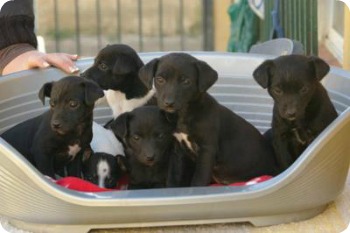 Marbella Pet Services Marbella Pet Services