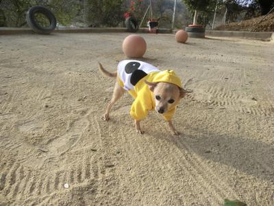 Lulu the Hoodie at Petcare Pet Hotel