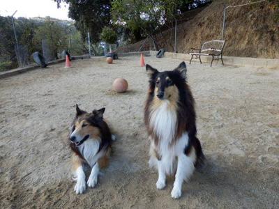 Petcare Pet Hotel Clients