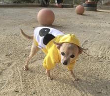 Petcare Pet Hotel Petcare Pet Hotel