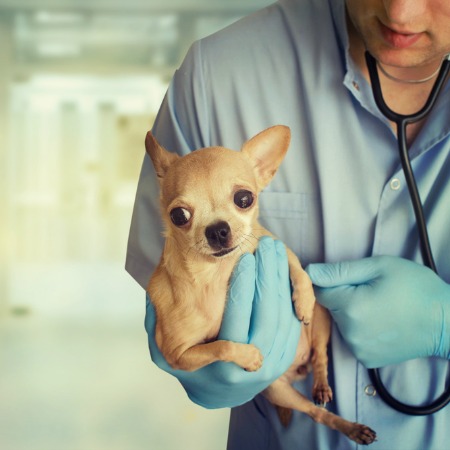 Домашние животные