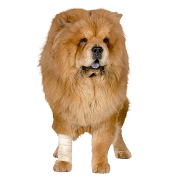 Pets in Marbella Pets in Marbella