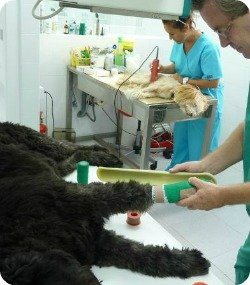 pointer vet marbella pointer vet marbella