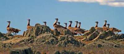 Great Bustards by S.Powell