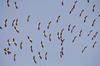 White Storks Migrating