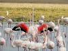 Greater Flamingo