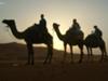 Camel Trekking in Morocco