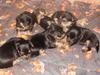 puppies   5/9/2013