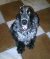 Cocker Spaniel needs home