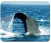 Whales