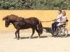 Birthday parties with ponies in Marbella