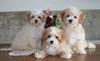 Marbella Maltipoo Puppies