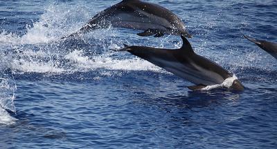 Spanish Dolphins